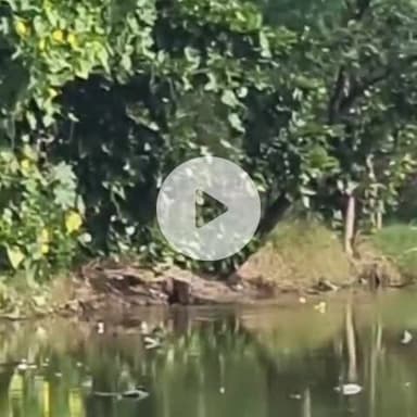 बाह: बडोस गांव के तालाब में दिखा मगरमच्छ, ग्रामीणों में दहशत, वीडियो हुआ वायरल