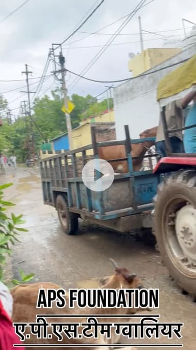 गाये का बच्चा बहुत बीमार देर ना करते हुऐ पूरा उपचार किया गया..!

Respect Girls help poor help animals 

#apsgurjar #viral  #gwalior