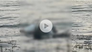 खंडवा नगर: ओंकारेश्वर से 55 किलोमीटर दूर मिला बच्चे का शव