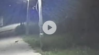 जगाधरी: भिवानीपुर में कुत्ते के पीछे शिकार के लिए भागते तेंदुए का वीडियो वायरल, ग्रामीणों में दहशत