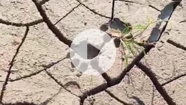 पीपलदा: इटावा उपखंड क्षेत्र के बालूपा के निकट वन्यजीव ने गाय का किया शिकार, एक गाय हुई घायल