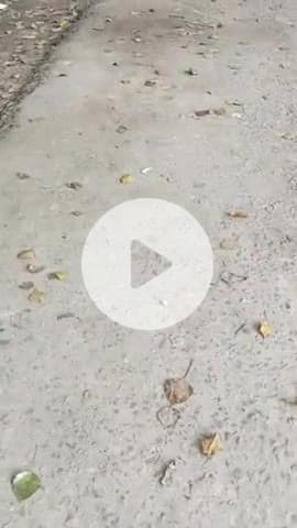 अंचल मुख्यालय परिसर डुमरिया मे शौचालय मे गंदगी का अम्बार