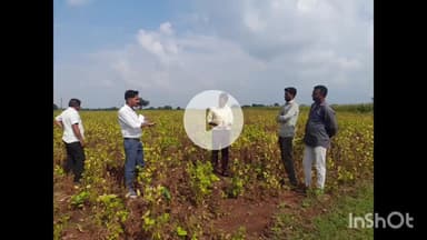 सरदारपुर: सरदारपुर तहसील में सोयाबीन फसल नुकसानी का सर्वे, खेत-खेत पहुंची टीम, तहसीलदार ने कहा- नुकसानी का बारीकी से आंकलन हो