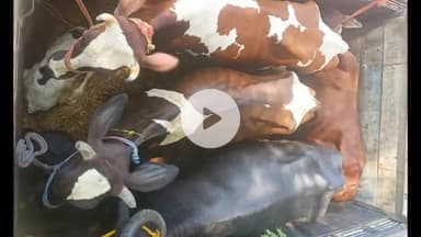 लोहरदगा: कुडू पुलिस की बड़ी कार्रवाई: अवैध मवेशी लदे दो पिकअप जब्त, 14 मवेशी बरामद, दोनों चालक गिरफ्तार