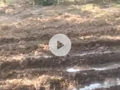 धनौरा: बछरायूं ईदगाह के पास काट दिए गए आम के हरे-भरे पेड़, ग्रामीण परेशान, वीडियो हुआ वायरल