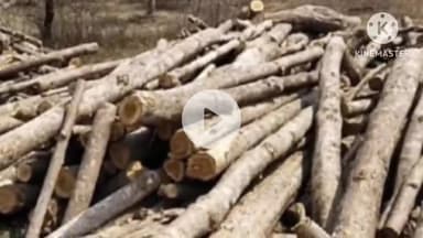 परतूर: वनविभागाने  परतवाडी ते आष्टी रोडवर लाकडाची वाहतूक करणाऱ्या वाहणास पकडले