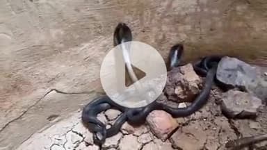 बाड़मेर: बाड़मेर के नींबला गांव में कुएं में एक साथ दिखे पांच कोबरा, वीडियो हुआ वायरल