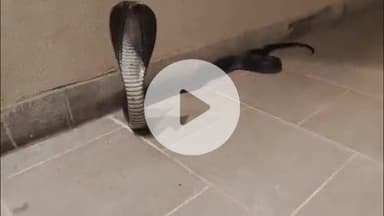 लाडपुरा: आरकेपुरम क्षेत्र में एलन कोचिंग संस्थान के निदेशक के बंगले में घुसा कोबरा सांप, गार्ड ने दहशत में किया रेस्क्यू