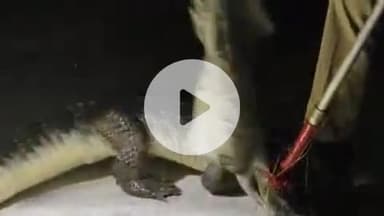 हरिद्वार: राजा गार्डन कॉलोनी में विशालकाय मगरमच्छ घुसने से लोगों में दहशत, वन विभाग की टीम ने कड़ी मशक्कत के बाद किया रेस्क्यू