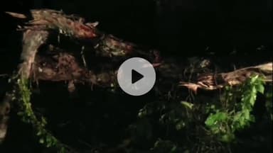 नबीनगर: खपिया मोड़ के पास पेड़ गिरने से ऑटो सवार एक व्यक्ति की हुई दर्दनाक मौत