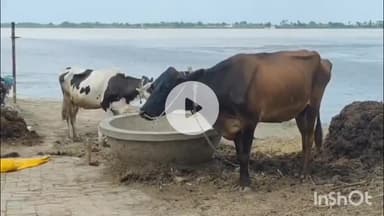 कहरा: सहरसा में खुलेगा वेटरनरी कॉलेज व अस्पताल, पशुपालकों को मिलेगी उच्च स्तरीय सुविधा: सांसद ने दी जानकारी