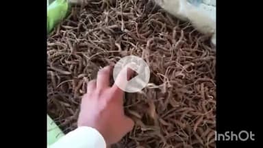 नीमच नगर: नीमच मंडी में पहली बार बिकी मरोड़ फली, ₹7880 प्रति क्विंटल रहा भाव