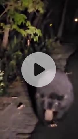 कलीनगर: माला रेंज के जंगल में रास्ते पर घूमते भालू का वीडियो हुआ वायरल