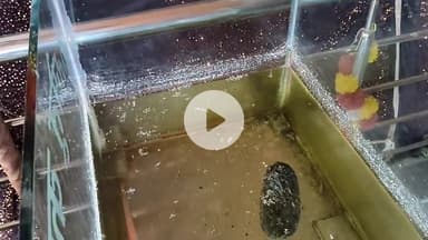 खंडवा नगर: खंडवा: महादेवगढ़ मंदिर में आज भी मौजूद है रामसेतु का अद्भुत निशान, नहीं डूबता यह पत्थर!