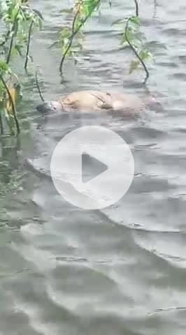 चौपारण: अमरौल पुरैनी तालाब में मिला अज्ञात शव, इलाके में फैली सनसनी