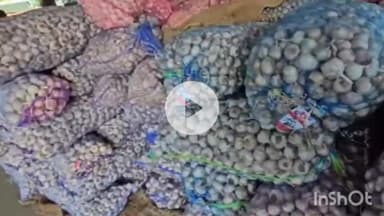 सोलन: रविवार को सोलन सब्जी मंडी में भारी मात्रा में पहुंची लहसुन की खेप, किसानों को ₹70 से ₹115 प्रति किलो तक मिले दाम