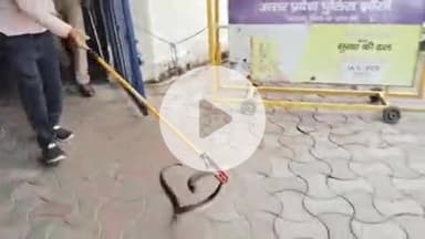 झांसी: कलेक्ट्रेट ऑफिस के कोषागार में घुसा 6 फीट लंबा सांप, मच गया हड़कंप, वन विभाग की टीम ने पकड़ा, वीडियो हुआ वायरल