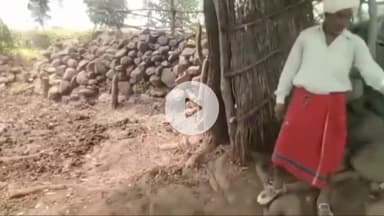 खंडवा नगर: खंडवा: तेंदुए ने बछड़े पर किया हमला, ग्रामीणों में दहशत, वन विभाग ने किया अलर्ट जारी