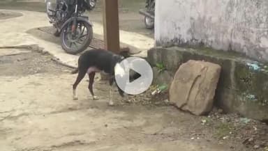 सागर नगर: मढ़िया विट्ठल नगर में आवारा कुत्तों का आतंक, चार लोग घायल, दो बच्चे भी शामिल