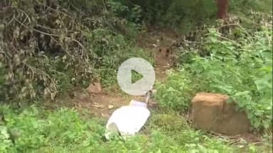 झांसी: कलेक्ट्रेट के सरकारी खजाने से निकला सांप, वन विभाग की टीम ने भांजे की कसम देकर जंगल में छोड़ा, वीडियो वायरल