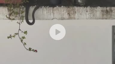 सोलन: शहर के टैंक रोड में स्नेक कैचर पंजाबी खान ने पकड़ा जहरीला सांप