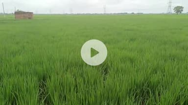 बक्सर: जिले में धान की रोपनी का लक्ष्य पूरा, 97,052.1 हेक्टेयर में फसल लहलहा रही, बंपर पैदावार की उम्मीद