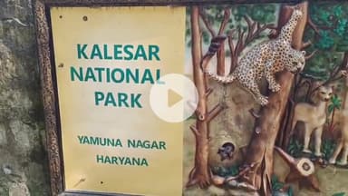 1 अक्टूबर को कलेसर नेशनल पार्क में शुरू होगी जंगल सफारी तैयारियां पूरी।