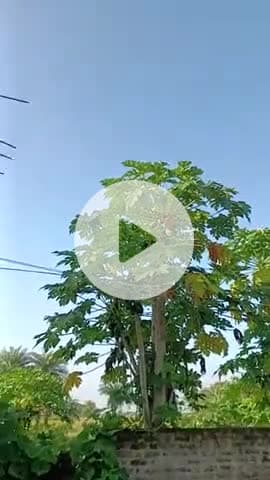 लगातार@#जिसके चलते कई जगह बरसात के कारण कई लोगों के सोयाबीन की फसल बर्बाद हो गई और देखो प्रकृति मेंहरिया बरसातके कारण का