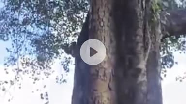 नामकुम: डोरंडा स्थित जैप वन में नवरात्र के दौरान महासप्तमी पर निकाली गई फूलपाती शोभायात्रा