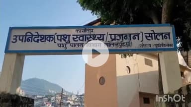 सोलन: आवारा कुत्तों की बढ़ती संख्या पर रोक लगाने के लिए पशुपालन विभाग ने सोलन में शुरू किया नसबंदी अभियान