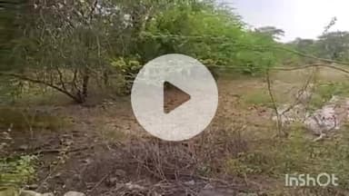 धौलपुर: गांव में घुसा सियार, 4 लोगों को किया घायल