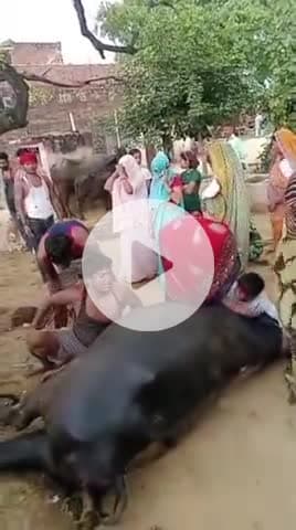 बारिश के चलते गिरी आकाशीय बिजली,भैंसों की हुई मौत