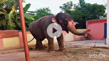 मेदिनीनगर (डालटनगंज): पलामू से चोरी हुई हथिनी छपरा के अमनोर से बरामद, साझेदारों ने महावत के साथ मिलकर ₹27 लाख में बेचा था