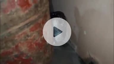 लाडपुरा: बजरंग धाम कराई वाले बाबा के घर में घुसा 5 फीट लंबा सांप, महिला बाल-बाल बची, किया गया रेस्क्यू