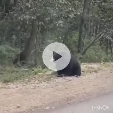 केशकाल: केशकाल घाटी में रोड किनारे दिखा जंगली भालू, राहगीरों ने बनाया वीडियो, सोशल मीडिया पर वीडियो हो रहा वायरल