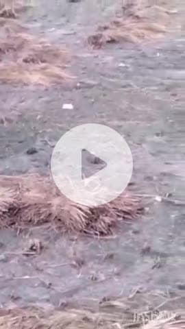 हाथरस: चन्दपा के ककोडी गांव व आसपास क्षेत्र में बेमौसम बारिश से धान की फसल को हुआ नुकसान, किसानों की चिंता बढ़ी