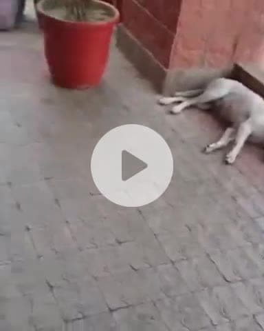 जगाधरी: हुड्डा सेक्टर 15 में कंजक खाकर लौट रही बच्ची को कुत्तों ने काटा, अस्पताल में भर्ती