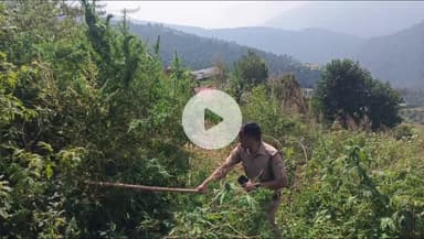 पुरोला: पुलिस व राजस्व विभाग की संयुक्त टीम ने डिंगाड़ी व सर बडियार क्षेत्र में 30 नाली भूमि पर उगी भांग की खेती को किया नष्ट