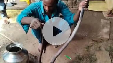 झांसी: चंदवारी गांव में चारा काटते समय 5 फीट लंबे कोबरा सांप ने बुजुर्ग महिला को काटा, हुई मौत