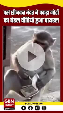 वृंदावन में बंदर ने महिला का पर्स छीना, फ्रूटी के बदले लौटाए 10 हजार रुपए #VrindavanNews #MonkeySnatchesPurse #gbntoday