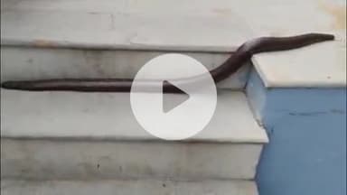 लाडपुरा: आरकेपुरम थाने के सामने एक मकान में घुसा 2 मुखी चकलोंन सांप, बालिका दहशत में आई, किया गया रेस्क्यू