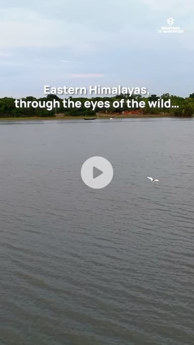 Stories from biodiversity from the #EasternHimalayas, coming soon.