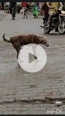 हाथरस: सदर के घंटाघर, चिंता हरण मंदिर रोड पर पागल कुत्ते ने 25 लोगों को काटकर किया घायल, जिला अस्पताल में उपचार जारी