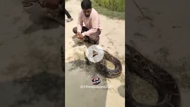 यूपी के महराजगंज में सड़क पर आया विशालकाय अजगर
