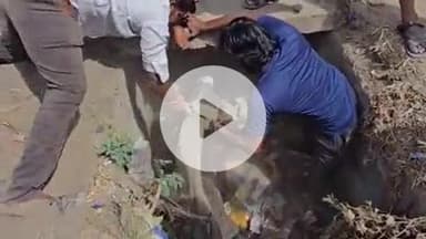 बाड़मेर: बाड़मेर शहर के भगवान महावीर टाउन हॉल के पास खुले नाले में गिरा गाय का बछड़ा, लोगों ने किया रेस्क्यू