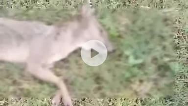 खड्डा: कुशीनगर के करदह हथिया गांव में सियार का आतंक, 9 ग्रामीण घायल, भीड़ ने सियार को मार गिराया