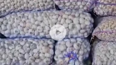 सोलन: सोलन सब्जी मंडी में लहसुन के दामों में तेजी, किसानों की आमदनी में बढ़ोतरी