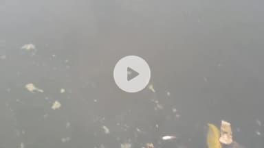 कुमारखंड: कुमारखंड प्रखंड कार्यालय स्थित पोखर के पानी में जहर देने से सभी मछलियाँ मरीं