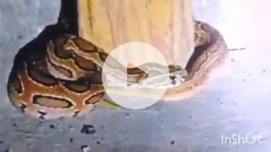 बहराइच: बैरिया इलाके में रसेल वाइपर सांप के काटने से युवती की हालत गंभीर, अस्पताल में इलाज जारी