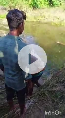 बहराइच: कौवाभारी में घास काट रहे पिता-पुत्र पर मधुमक्खियों ने किया हमला, मधुमक्खी के हमले से भागा बेटा नाले में गिरकर हुई मौत